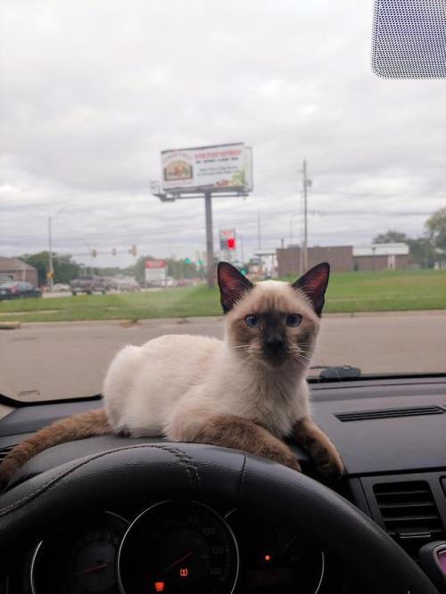 cutekittensarefun:Ugh they grow up so fast. On Thursday you’re...