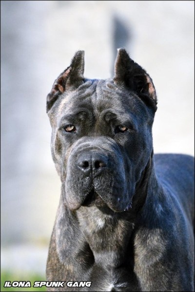 Cane Corso Europe | Cane Corso Puppies | Italian Mastiff Europe