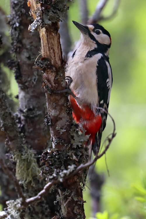 michaelnordeman:
â€œGreat spotted woodpecker/stÃ¶rre hackspett.
â€
