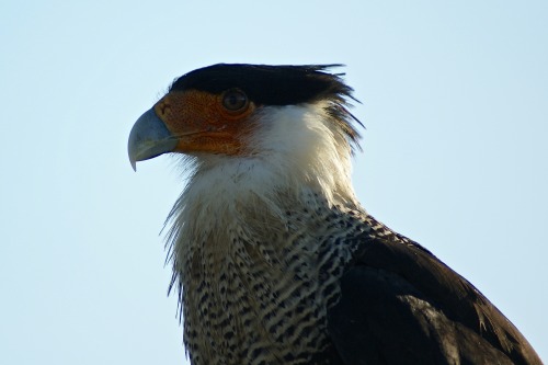 keithcurrypochy:Northern Crested Caracara (Caracara...