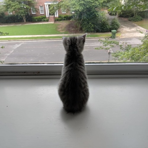 catsbeaversandducks