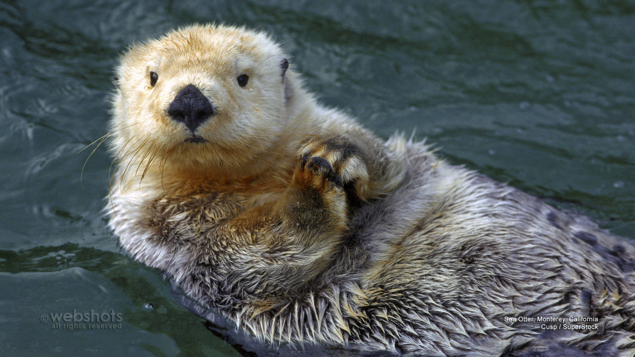 Webshots — Today’s Wallpaper: Sea Otter, Monterey, California