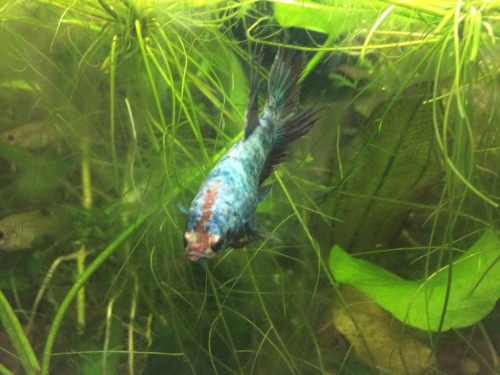 20 gallon long stocking options