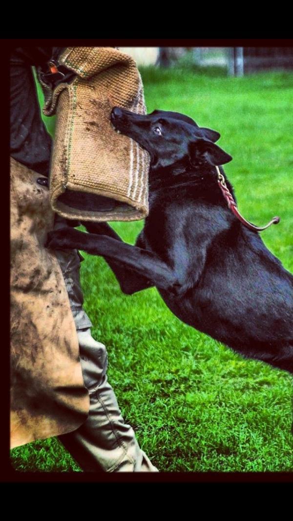 Ipo malinois bark hold ivan