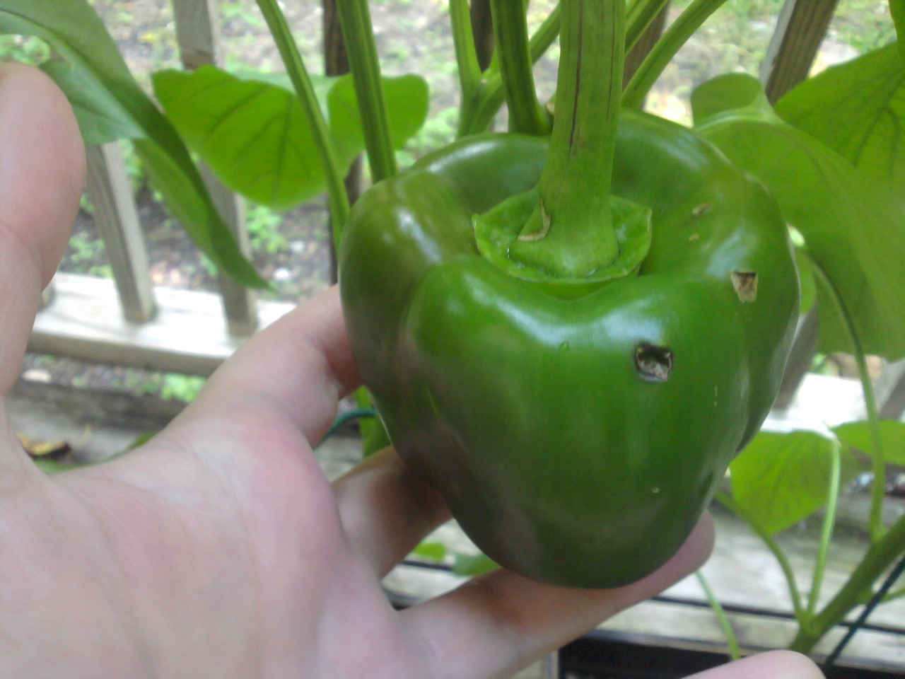 early pepper, October 3