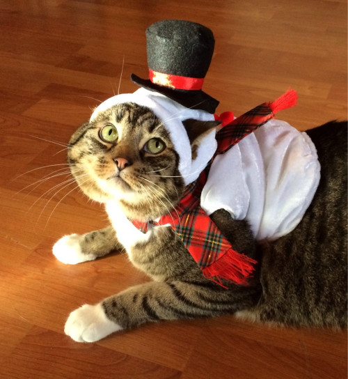 catcosplayuniverse:Frosty the Kitten