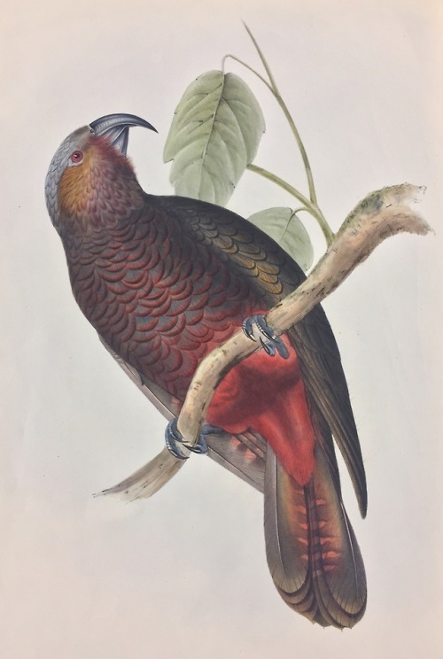 J. Gould, Birds of AustraliaPublished by subscription and issued...