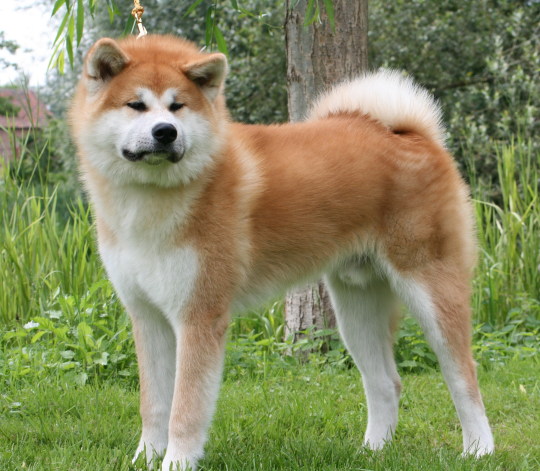 Akita Inu Tumblr