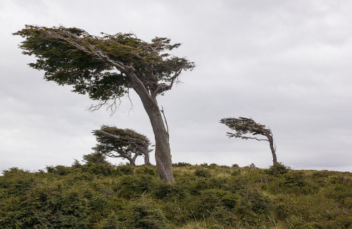 naturalsceneries:Trees shaped by the arctic wind, Tierra del...