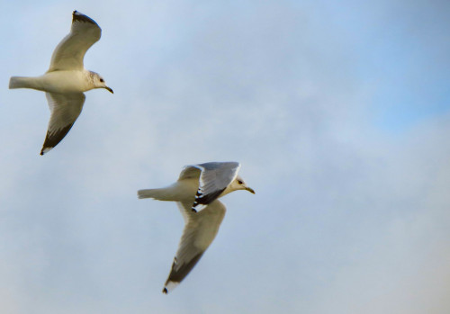 seeseagulls