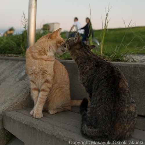 なかよし。おはようございます。Good morning from Tokyo Japan ☀️#cat #ねこ...