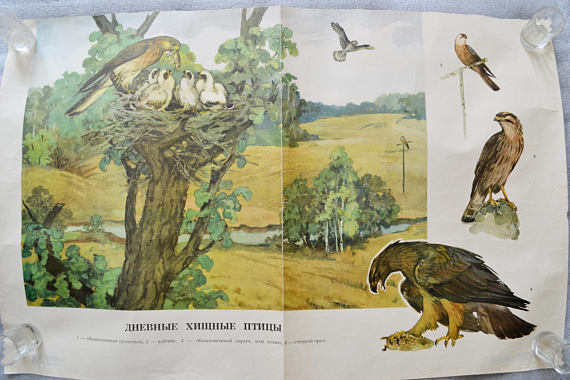 Day birds of prey, Vintage school chart (1975)
Listed on Etsy: https://www.etsy.com/sovietpostcards/listing/526385660/