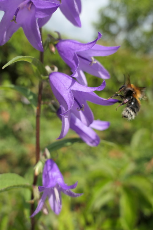 creeping bellflower Tumblr