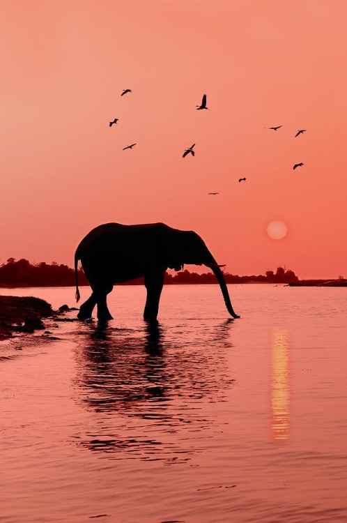 disminucion:Sunset With Elephant