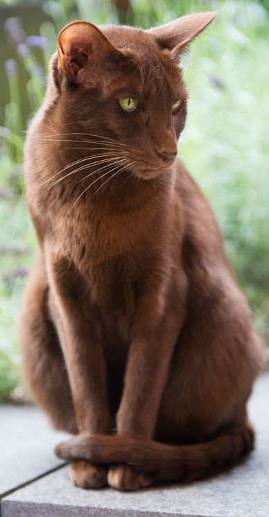 Chocolate Seal Point Siamese Tumblr