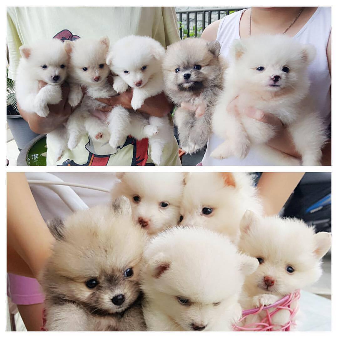 40+ Anjing super mini pomeranian new