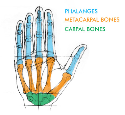 hip anatomy | Tumblr