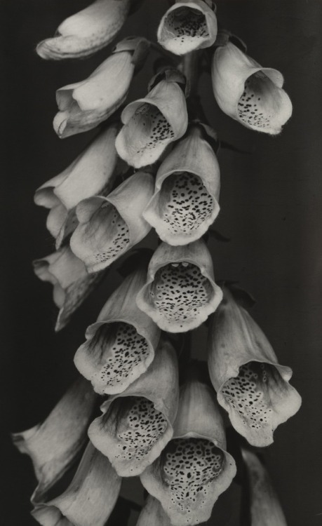 tobiasrocks:Albert Renger-Patzsch - Foxglove (Fingerhut),1922