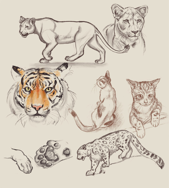 Big (and small) cat studies