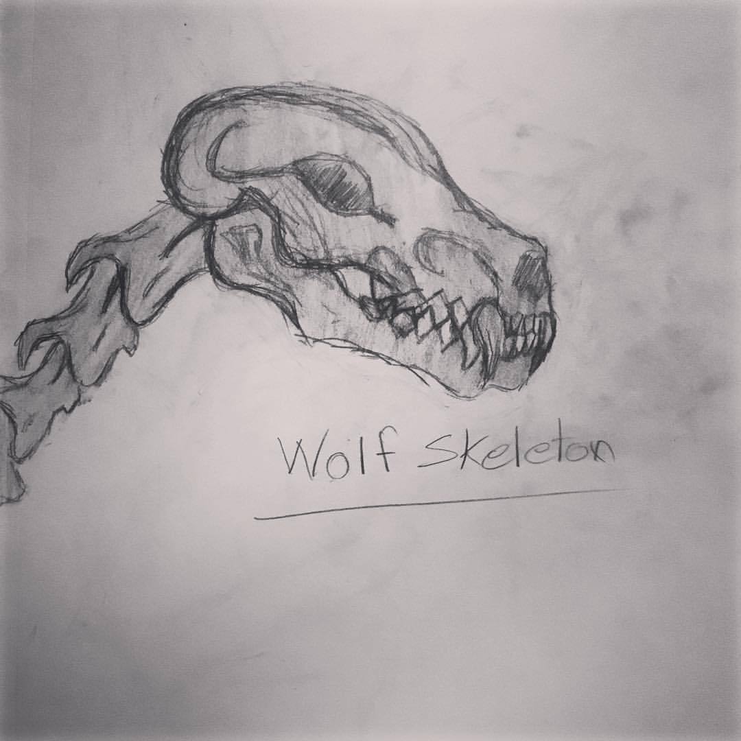 Comission Artist — Used a simple picture of a wolf skull as reference...