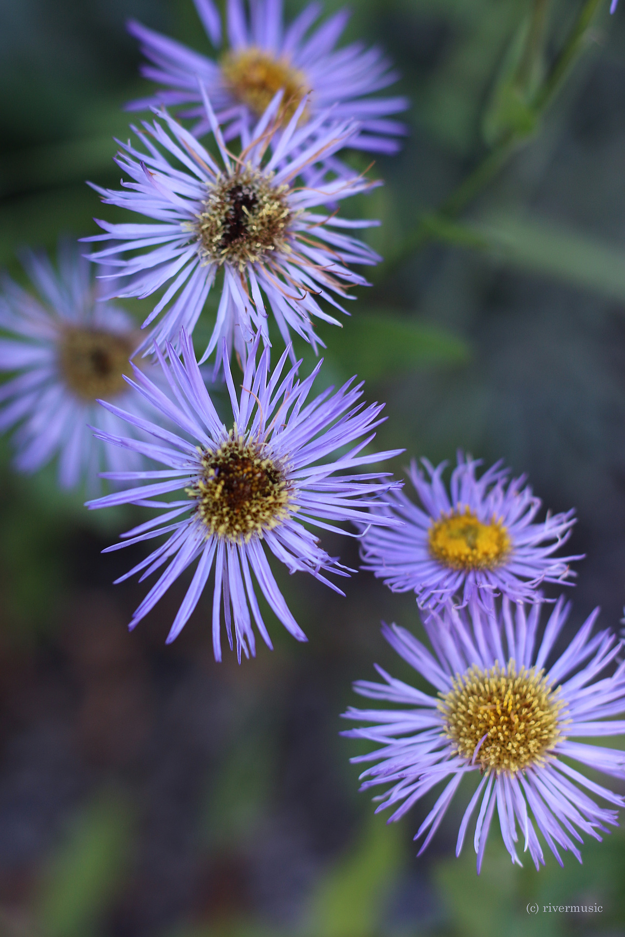 RiverWind-Photography — Wild Purple Asters enhance the autumn palette,...