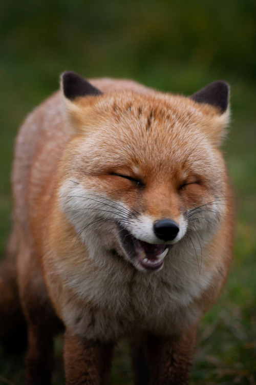 everythingfox:Kekekeke *fox laugh*Photo byLouise Beech