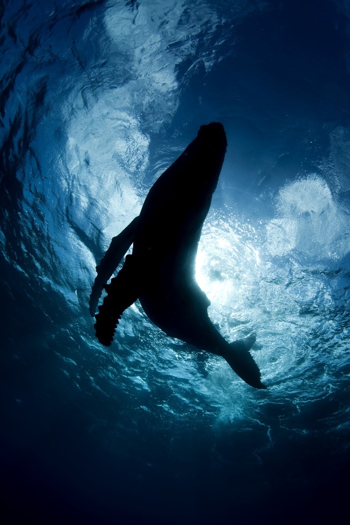 the loneliest whale the loneliest whale