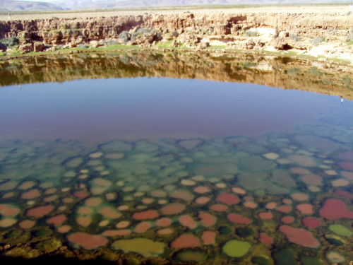 sevenpencee:Socotra Island is often called “the most alien...