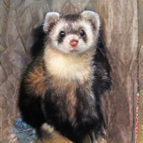animalcrossingnewhorizons