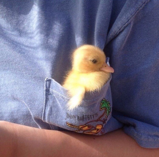 Pocket duckling 🐥💕 via insta ➡️ @thesassyducks