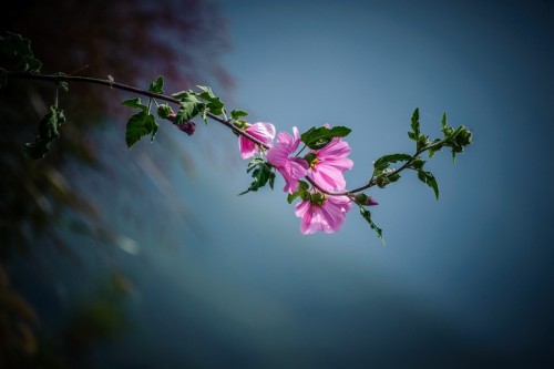 superbnature:Pink flowers by coujiwilly http://ift.tt/1mBic1m