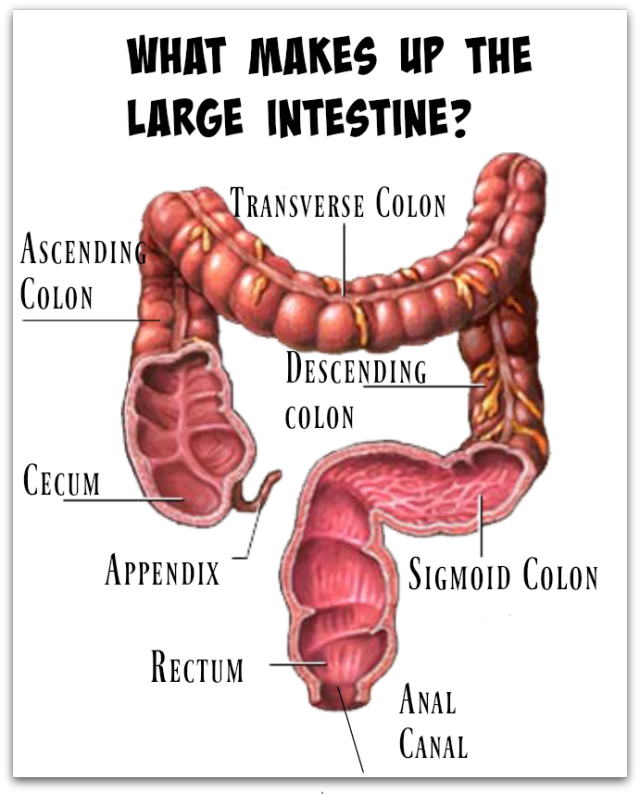 is the ascending colon part of the large intestine