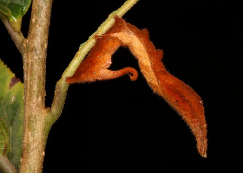 sinobug