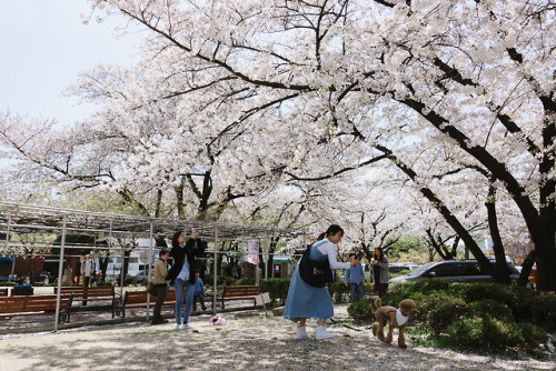 rjkoehler:Cherry blossoms at Jeongdok Library.