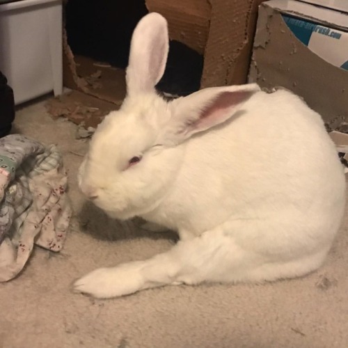 abunaday:Sticky my leggy out. #bunny #bunstagram #bunnies...