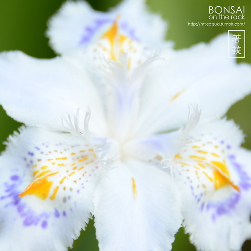 シャガ（射干、著莪）SHAGA, Iris japonica (fringed iris, butterfly...