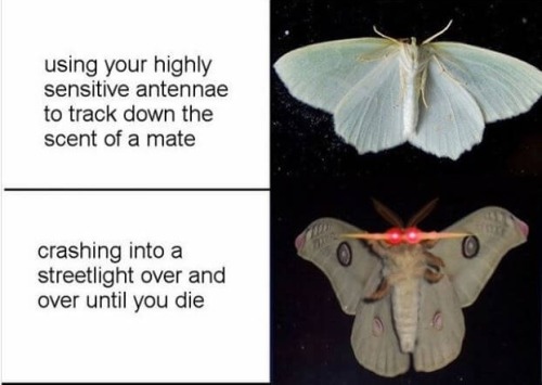 New Post has been published on http://wanna-joke.com/moth/Moth