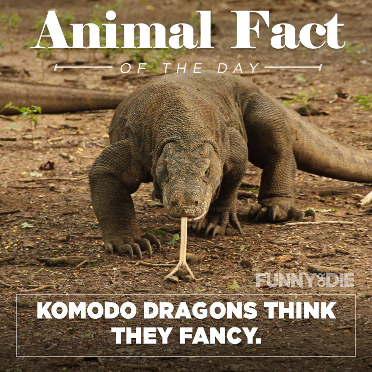 funny-or-die-animal-fact-of-the-day