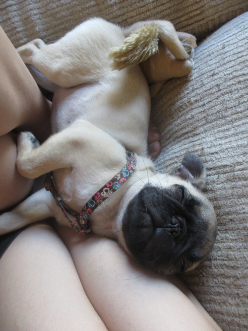pugsandfrenchbulldogs