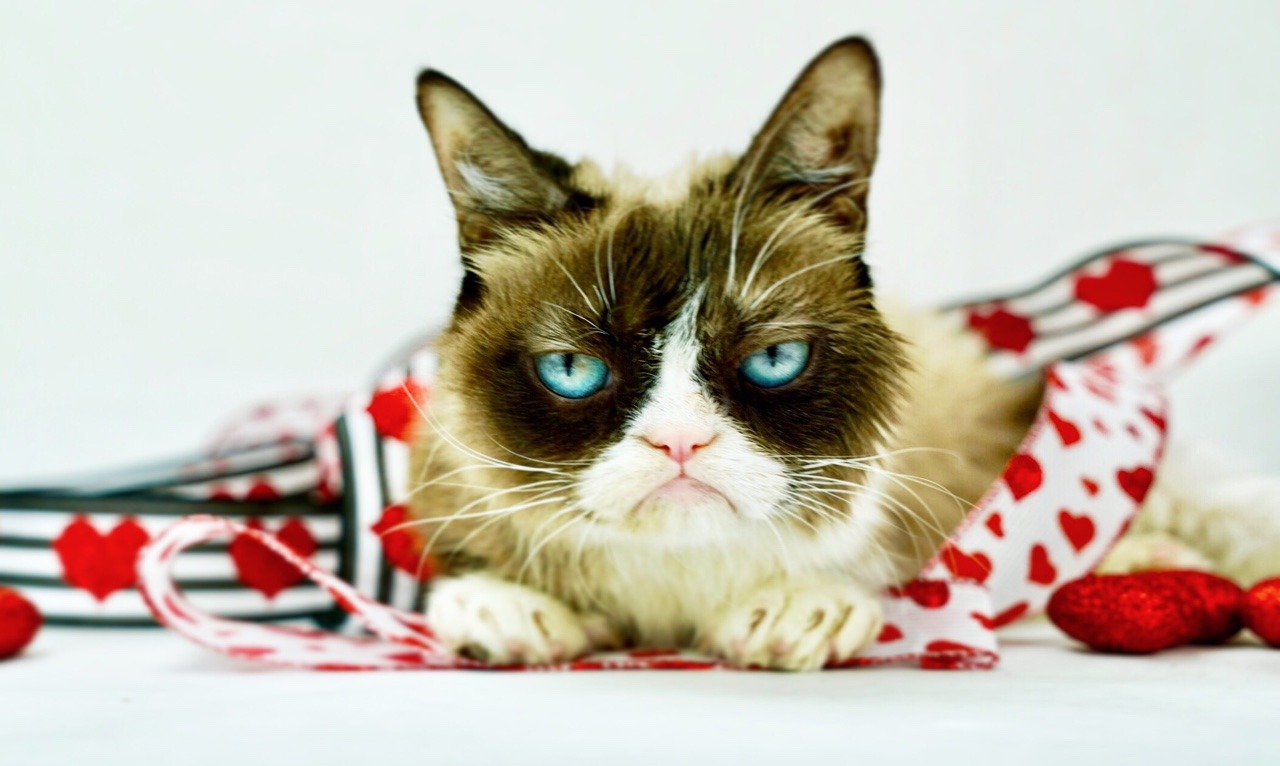 grumpy cat stuffed animal cvs
