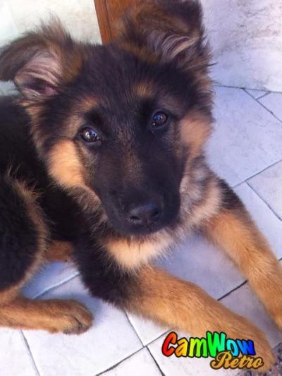 Il Mio Cane Tumblr