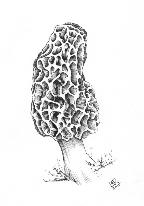 morel mushroom clip art - photo #32