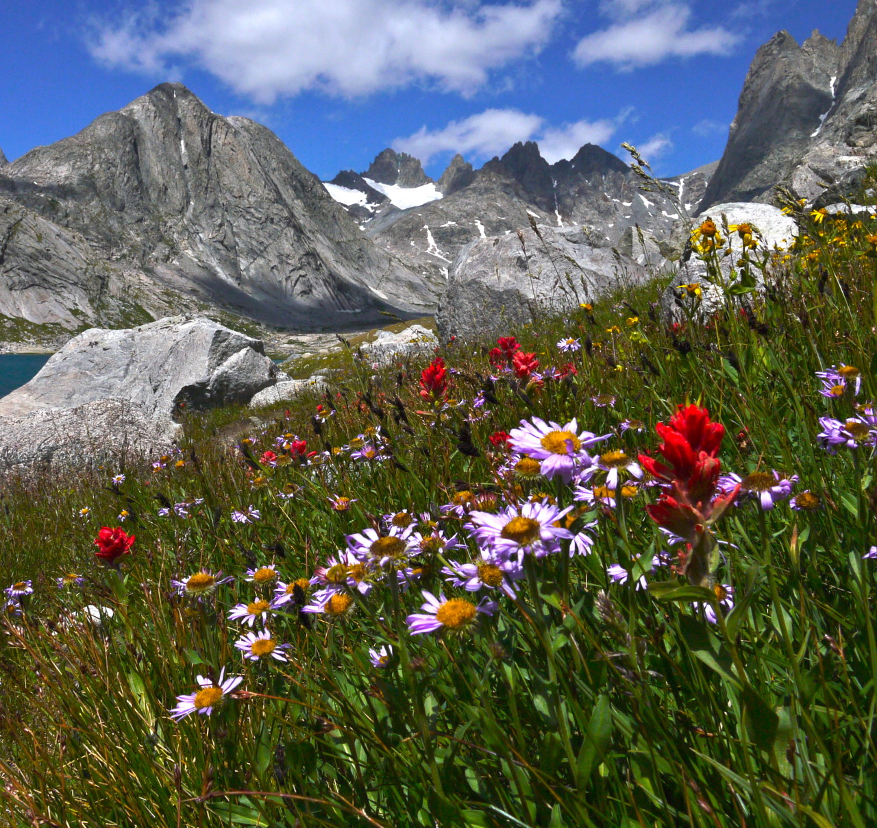 Lost Behind the Ranges Wildflowers in Titcomb Basin 