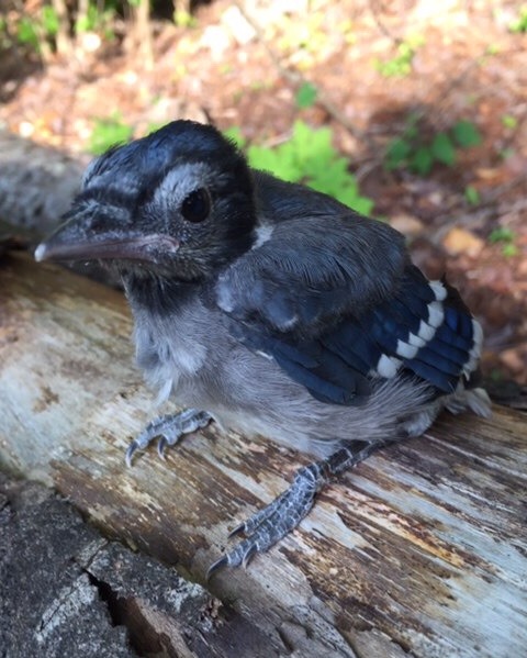 despazito:a baby blue jay flew onto my mom this morning, cue a...