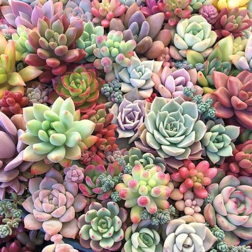 coffeeandshit:Colourful cacti. Apparently there is a flower...