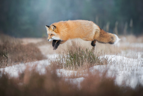 everythingfox:Flying loaf