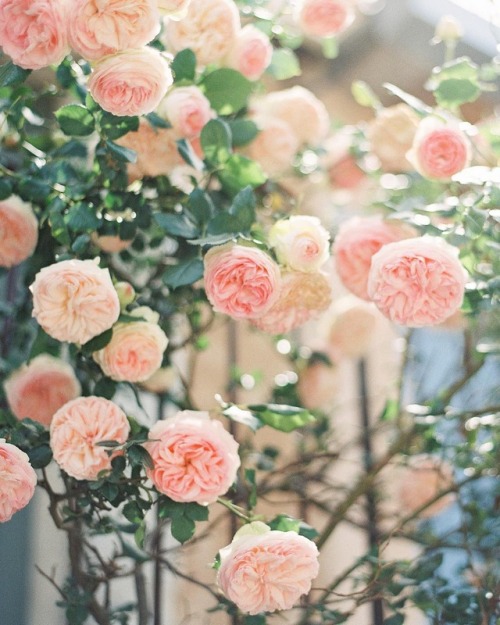 florealegiardini:Heavenly Pierre de Ronsard roses in the...