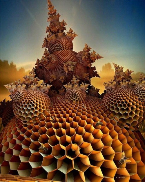 the honeycomb