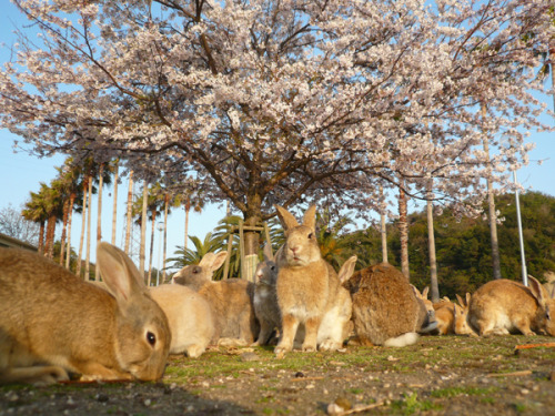 zay4ik:ōkunoshima (rabbit island)