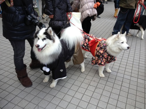 manafromheaven:candidcantrix:So, I was out in Odaiba with my...